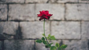 Red rose in front of gray concrete brick wall in the daytime