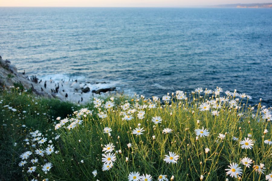 Flowers by the sea.