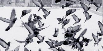 Flock of pigeons in flight
