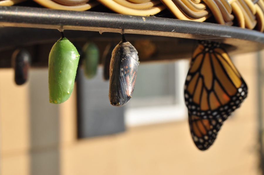 Three pupas - cocoons and butterfly wings