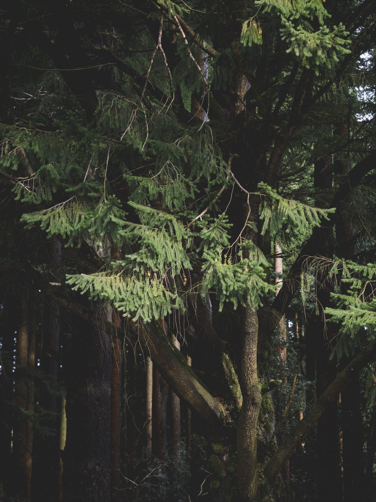 Finding quietude in Finland: A shivering lake