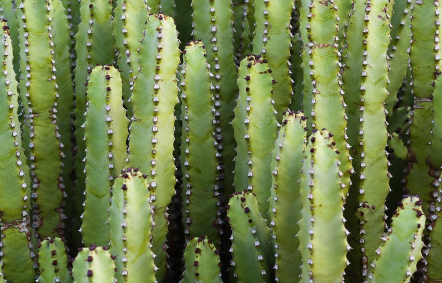 A field of cactus plants.