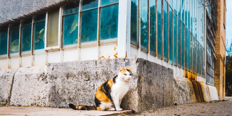 Non-binary bodies in non-fiction: From stray cats to endless oceans