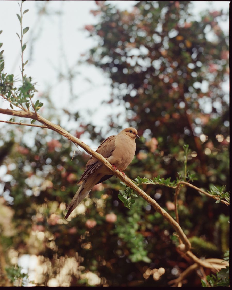 A bird on a branch at the park.