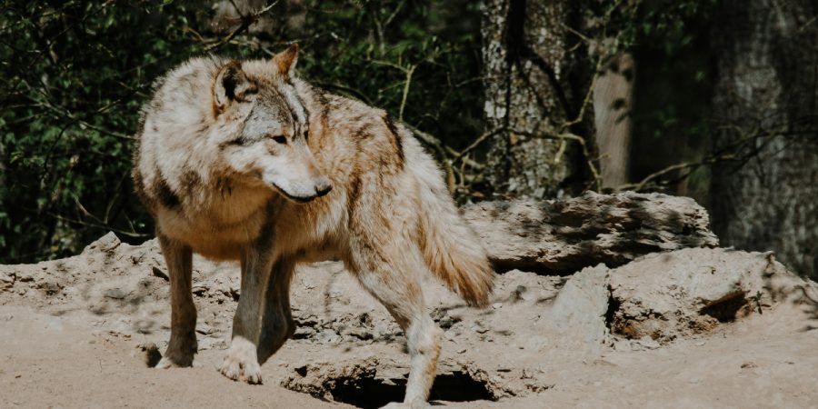 A wolf in the snow, representing a werewolf.
