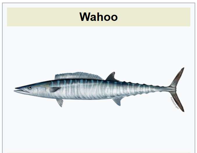 Wahoo fish